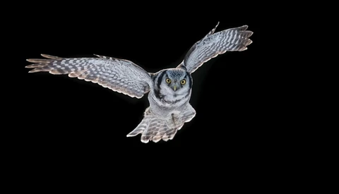 The Importance of Background in Wildlife Photography