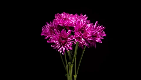 How to Get Dark Backgrounds for Close-Up Photos