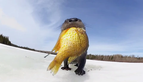 When Adorable Animals Find the Spy Camera
