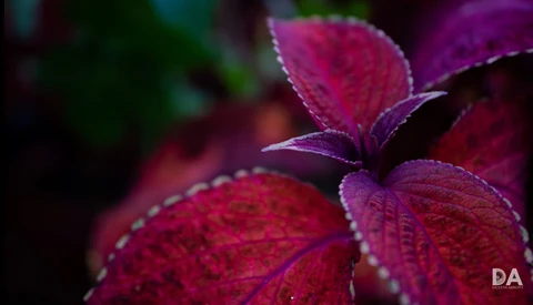 5 Fun Macro Projects You Can Try at Home