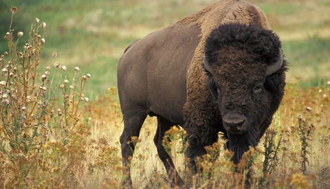 Elderly Woman Severely Injured After Being Gored by Bison She Was Taking Pictures of in Yellowstone National Park