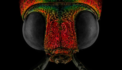 Fstoppers Interviews a Renowned Insect Photographer With a Phobia of Insects