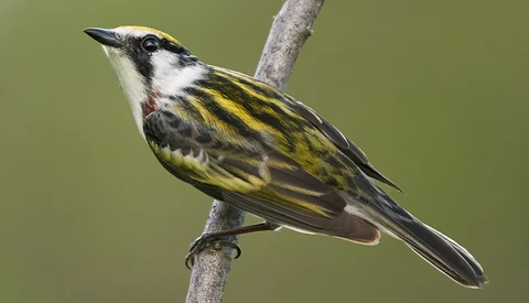 Springtime Bird Photography Behind the Scenes