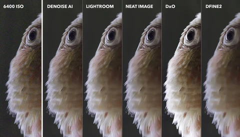 The Image Noise Reduction Challenge: We Compare the Best Noise Reduction Software for Photographers