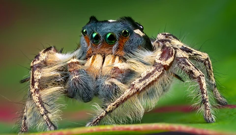 Five Tips for Shooting Better Macro Photography