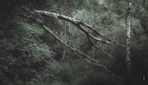 A Review of the Fujifilm X-T4 for Landscape Photographers