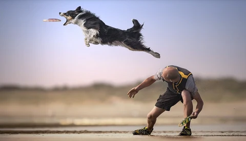 Dog Photography Secrets Revealed