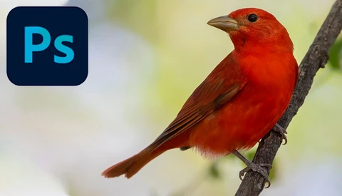 How to Use Photoshop to Deal With Noise in Wildlife Photography