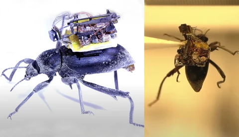 Researchers Build Tiny 'Backpack Camera' Light Enough to Strap to a Beetle