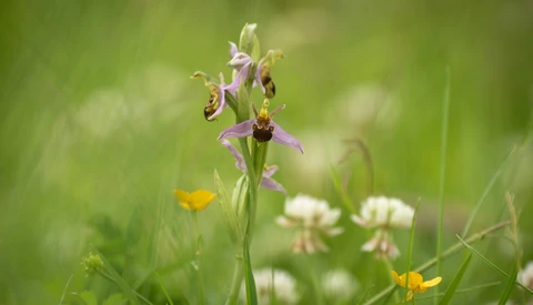 Improve Your Flower Photos With These 5 Tips