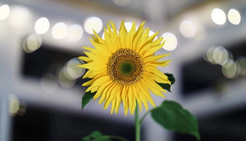 A Review of the Canon RF 85mm f/1.2L USM Mirrorless Lens