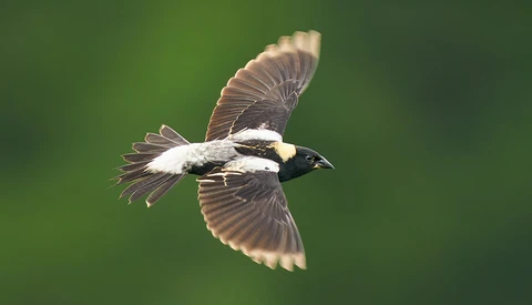 Perseverance in Bird Photography