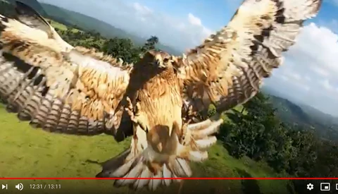 The Ethics of Wildlife Photography: Drones Meet Animals