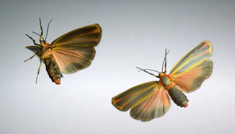 Super Slow Motion Insect Flight Captured at Incredible 3,200 FPS