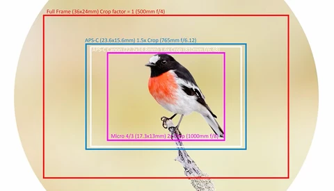 Increasing Size of Birds in Photos: Comparing Focal Lengths, Sensor Size, and More