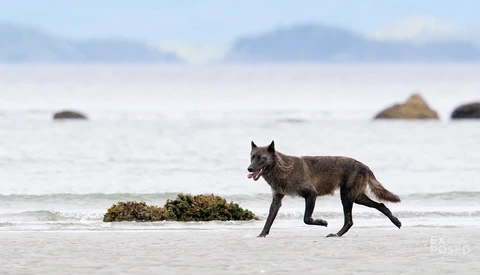 Searching for Canada’s Sea Wolf: A Wildlife Photography Expedition