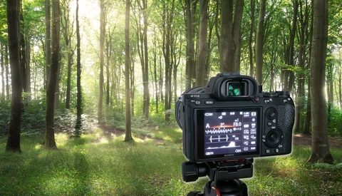 A Few Simple but Important Tips to Improve Your Summer Woodland Photography
