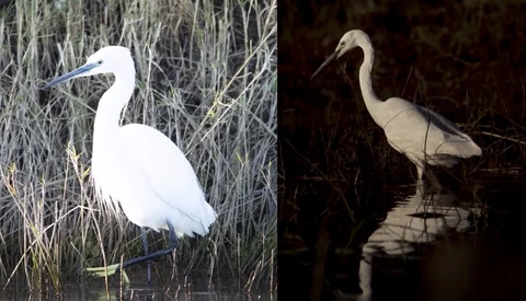 How to Use Exposure Compensation Effectively When Photographing Wildlife