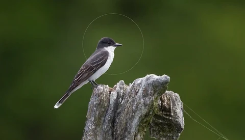 Watch a Professional Bird Photographer Edit Their Images in Real Time