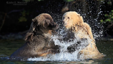 Insights Into Canon’s Mirrorless, Conservation, and the Business of Wildlife Photography With John Marriott