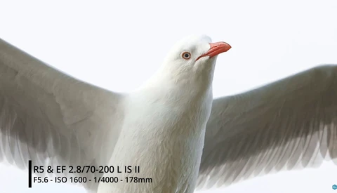 Canon R5: Is the Electronic Shutter Usable for Action Photography
