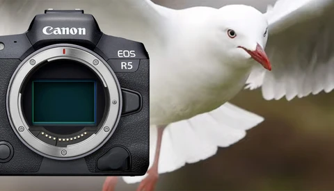 Is the Canon EOS R5 the Perfect Camera for Bird Photography?