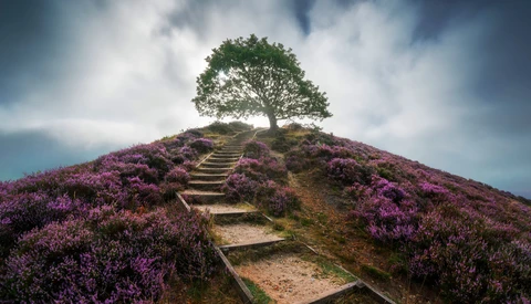 Heather Season Is Here, This Is How to Photograph It