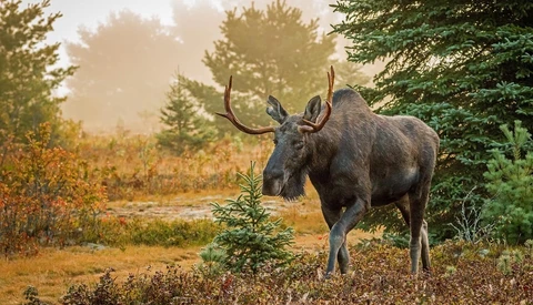 HOWL: An Ethical Photography Convention