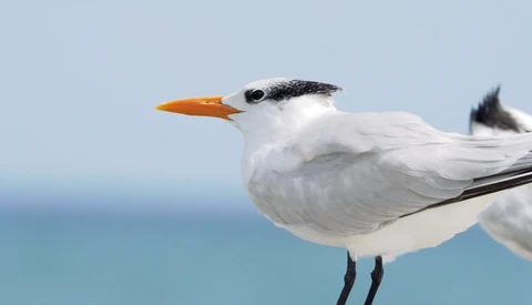 Bird Photographers: Avoid These Rookie Mistakes