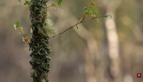Using Shallow Depth of Field in Landscape Photography