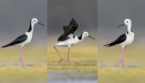 Capturing the Best Poses for Bird Photography