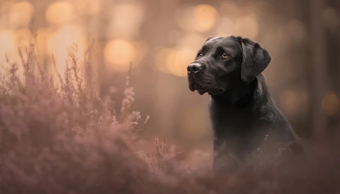 Want to Know How to Start Creating Beautiful Dog Portraits? Check Out This Video