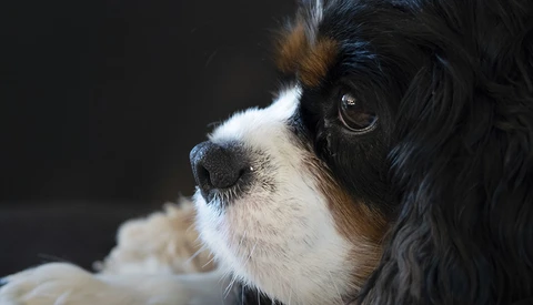A Review of the Sony FE 90mm f/2.8 Macro G OSS Lens
