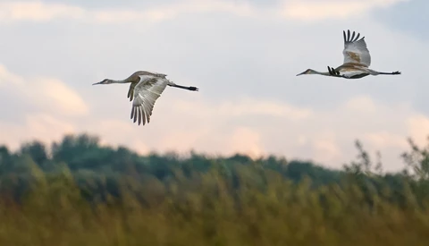 Tips for Filming Wildlife With Sony Alpha Cameras