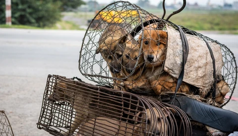Photojournalist's Work Shines a Light on the Suffering and Abuse of Animals Around the World