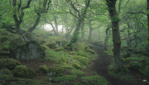 7 Great Composition Tips for Woodland Photos