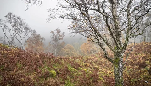 Using Fog and Autumn Leaves to Create Stunning Landscape Photos