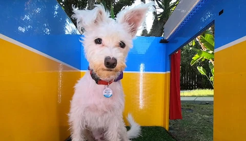 A Dog Photobooth Made Out of Lego