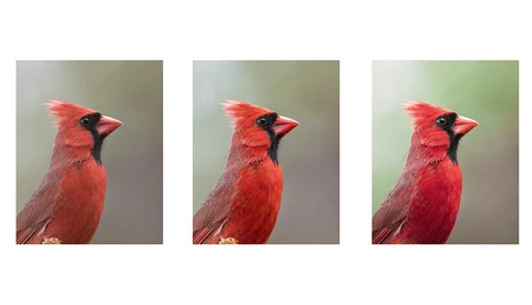 Helpful Tips and Tricks for Editing Bird Photos in Lightroom