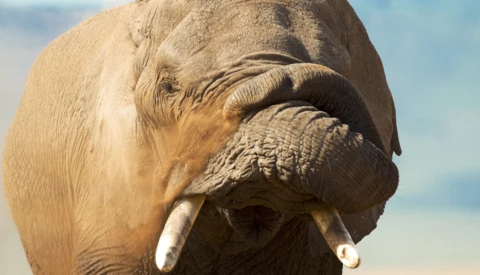 David Yarrow Is Running Afoul of the Ethics of Wildlife Photography, Again