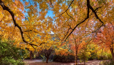 How to Get the Best Fall Colors in Your Phone Photos