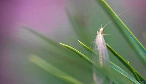 8 Ways You Can Make Money With Macro Photography