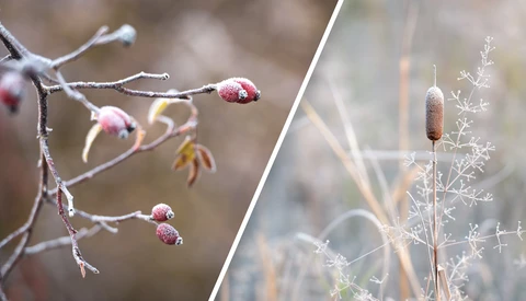 A Beginner's Guide to Capturing Winter Nature Photos