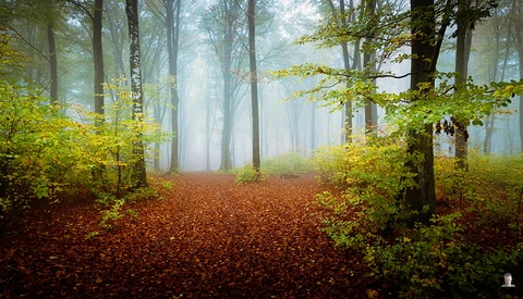 7 Helpful Tips for Better Forest Photos Using a Wide Angle Lens