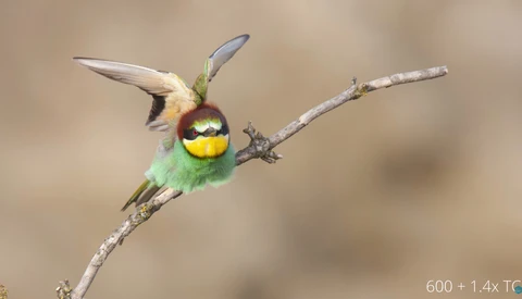 Should You Use a Teleconverter, or Just Crop the Image?