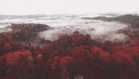 The Incredible True Story of How and Why Kodak Aerochrome Was Created
