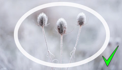 More Tips for Capturing Great Wintry Nature Photos