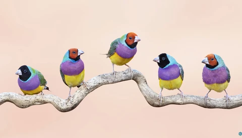What are the Best Bird Photography Destinations?