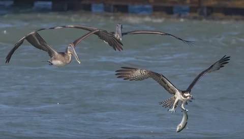 Canon EOS R5 and Canon RF 100-500mm f/4.5-7.1: First Impressions With Bird Wildlife Photography