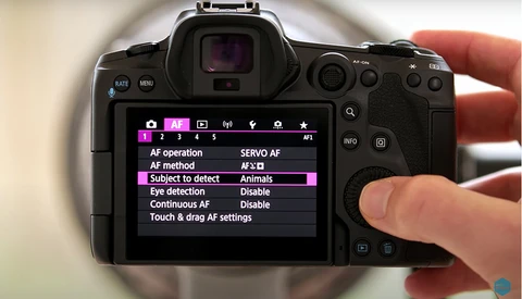 The Best Canon EOS R5 Settings for Bird Photography